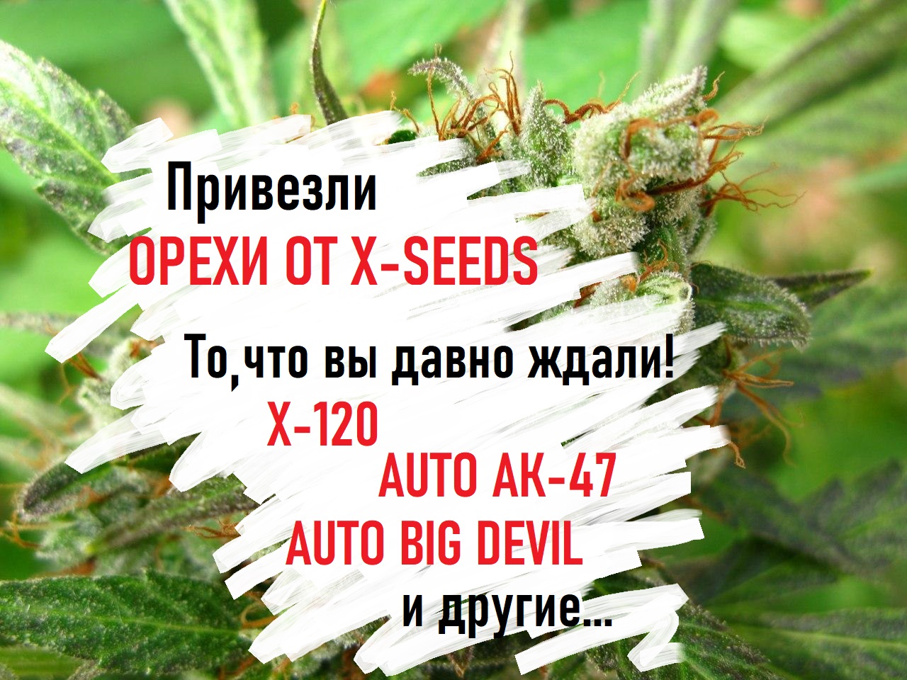 Иди за Х, за Иксом в смысле. В смысле за X-120