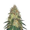 Pineapple Haze Reg, Фасовка: 10