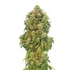 Zkittlez Auto, Фасовка: 1, изображение 2