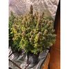Zkittlez Auto, Фасовка: 1, изображение 5