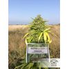 CBD Kush, Фасовка: 3, изображение 7