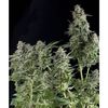 Northern Lights Auto, Фасовка: 1, изображение 2