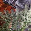 Lemon OG Haze Auto, Фасовка: 5, изображение 6