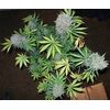 Durban Poison Reg, Фасовка: 10, изображение 4
