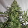 White Widow, Фасовка: 10, изображение 3