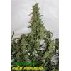 Auto Amnesia (X Seeds), Фасовка: 5, изображение 4