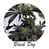 Экспресс Black D.O.G, Фасовка: 5, изображение 2