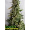 Auto Amnesia (X Seeds), Фасовка: 5, изображение 6