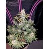 Auto Cookies XL, Фасовка: 5, изображение 4
