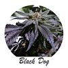 Экспресс Black D.O.G, Фасовка: 5, изображение 3