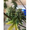 Auto Cookies XL, Фасовка: 5, изображение 6