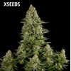 White Widow (X Seeds), Фасовка: 5