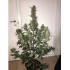 Auto N.Y.C. Diesel, Фасовка: 5, изображение 4