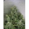 Automatic White Widow (X Seeds), Фасовка: 5, изображение 4