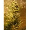 White Widow (X Seeds), Фасовка: 5, изображение 3