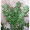 White Widow (X Seeds), Фасовка: 5, изображение 2