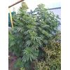 AK Skunk, Фасовка: 5, изображение 5