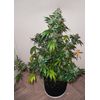 AK Skunk, Фасовка: 5, изображение 6