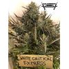 White Critical Express, Фасовка: 3, изображение 6
