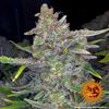 Sweet Tooth Auto, Фасовка: 5, изображение 7