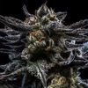 Zombie Kush, Фасовка: 1