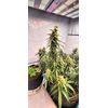 OG Kush Auto, Фасовка: 5, изображение 7