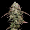 Kiwi x Cookie Dog Auto, Фасовка: 5, изображение 4
