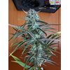 Peyote Critical, Фасовка: 3, изображение 4