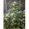 Red Cherry Berry fem, Фасовка: 5, изображение 3