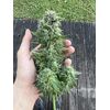 White Widow Auto XXL, Фасовка: 3, изображение 2