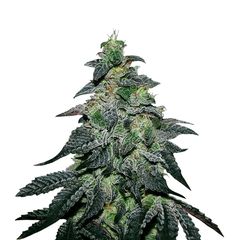 Golosa, Фасовка: 3+2