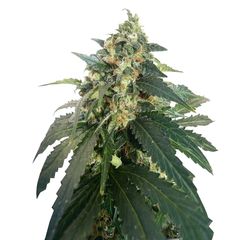 SnowStorm #2 Auto, Фасовка: 7