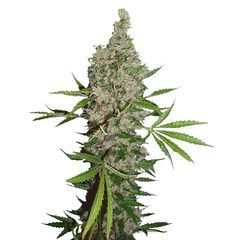 White Widow X The Ultimate Reg, Фасовка: 10