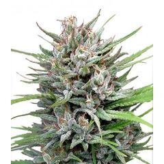 Passion №1 Reg, Фасовка: 10