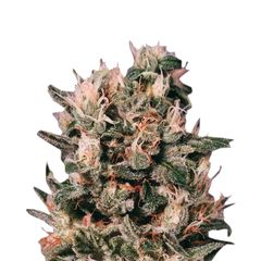 Euforia Reg, Фасовка: 10