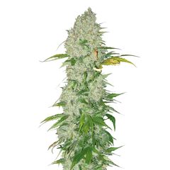 White Widow Reg, Фасовка: 10