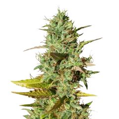 Mazar Reg, Фасовка: 10