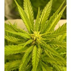 Hawaii Maui Waui Reg, Фасовка: 10