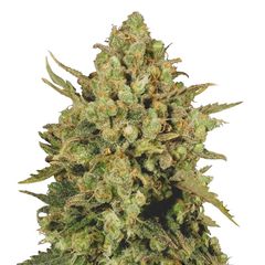 CBD-Warlock Strain, Фасовка: 3