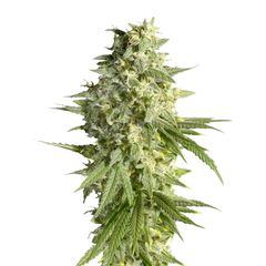 Double Dutch Reg, Фасовка: 11