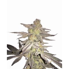 Blueberry Reg, Фасовка: 10