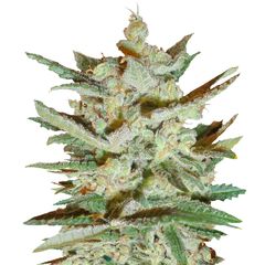 Supersonic Cristal Storm Auto, Фасовка: 3