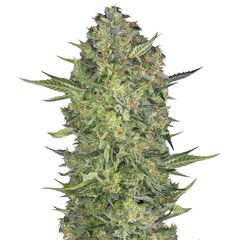 Serious Kush, Фасовка: 3