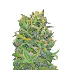 Sweet Cheese Fast Version, Фасовка: 3+1