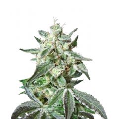 Black Jack Fast Version, Фасовка: 3+1