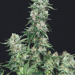 American Cookies, Фасовка: 5+1