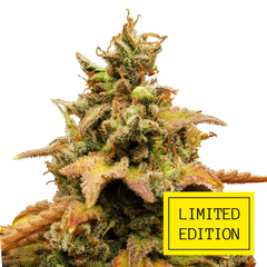 Tai Wood genetics, Фасовка: 3