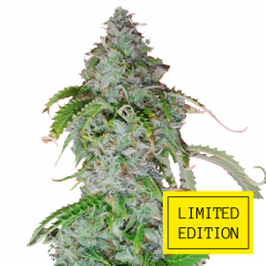 Auto White Haze genetics, Фасовка: 3