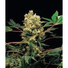 Halk, Фасовка: 5