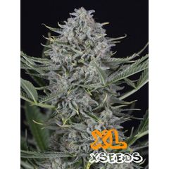 Auto Cookies XL, Фасовка: 5